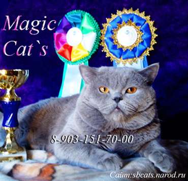 Британские плюшевые голубые котята от Европейского чемпиона
