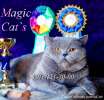 Британские плюшевые голубые котята от Европейского чемпиона