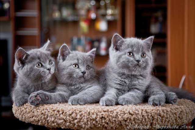 Британские котята Британские котята