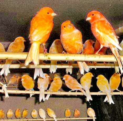 Мозаичные канарейки - Mosaic canaries, гарантия пения от заводчика. Мозаичные канарейки - Mosaic canaries, гарантия пения от заводчика.