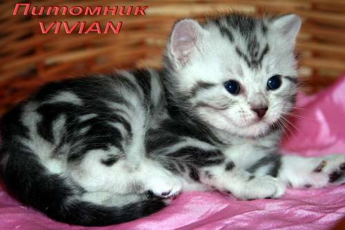 Британские мраморные котята из питомника VIVIAN. Британские мраморные котята из питомника VIVIAN.