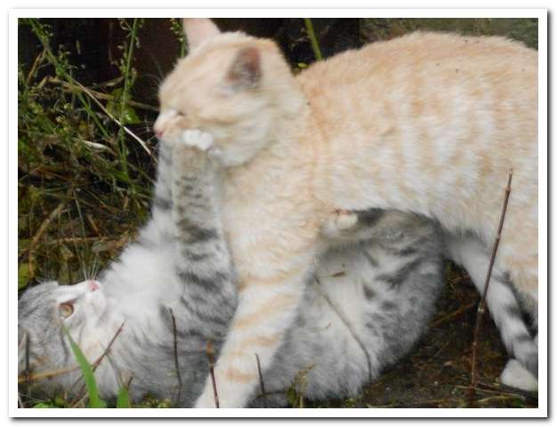 Два милых котенка ищут семью! Два милых котенка ищут семью!