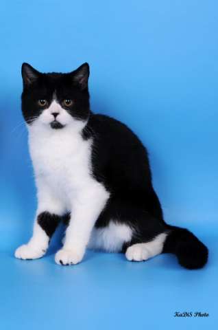 Шотландский котик ШОУ класса Шотландский котик ШОУ класса