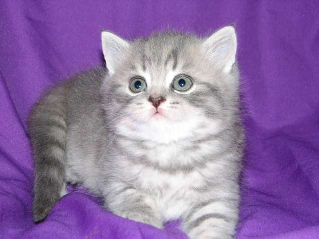 Лучшие шотландские Котята . Доставка Лучшие шотландские Котята . Доставка