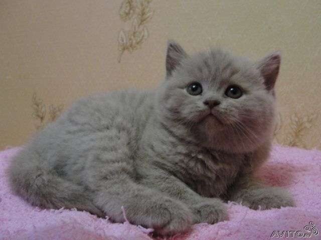 БРИТАНСКИЕ КОТЯТА БРИТАНСКИЕ КОТЯТА