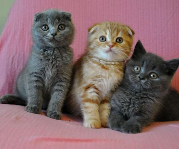 Три красивых шотландских котика 2 мес. Три красивых шотландских котика 2 мес.