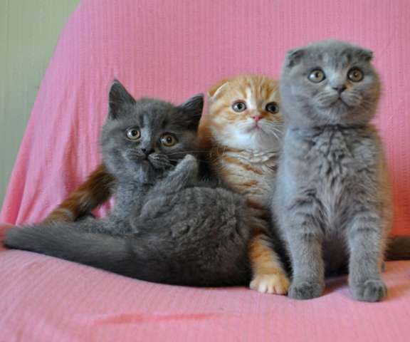 Три красивых шотландских котика 2 мес. Три красивых шотландских котика 2 мес.