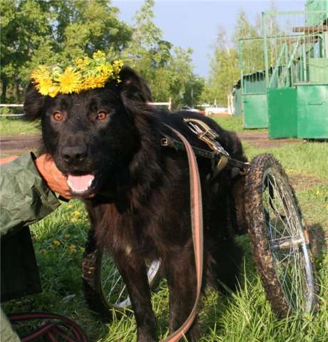 Ангельский пес АПРЕЛЬ. Ангельский пес АПРЕЛЬ.