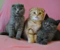 Три красивых шотландских котика 2 мес.