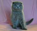 Видео. Шотландский вислоухий голубой котик 2 мес.