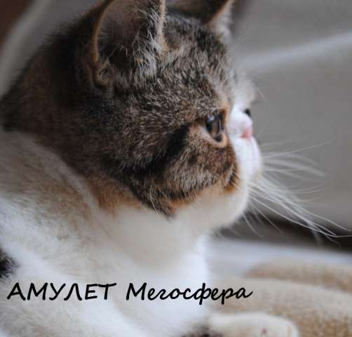 Экзотический котик Амулет Экзотический котик Амулет