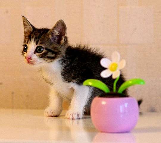 Весёлые, игривые малыши 1,5 мес. «чёрный медвежонок» и петмольчик с огромными глазами ищут добрых хо Весёлые, игривые малыши 1,5 мес. «чёрный медвежонок» и петмольчик с огромными глазами ищут добрых хо