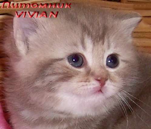 Британские мраморные котята из питомника VIVIAN. Британские мраморные котята из питомника VIVIAN.