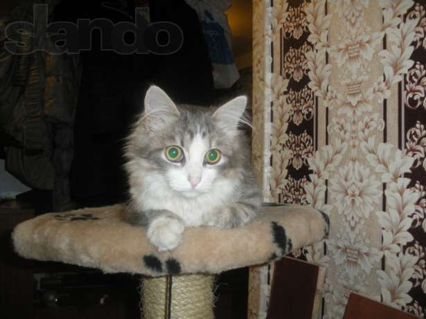 Отдается полусибирский котик,бесплано!!! Отдается полусибирский котик,бесплано!!!