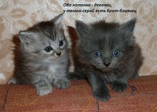 Домашние котята 1000 руб