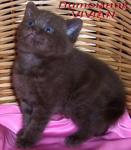 Британские шоколадные котята из питомника VIVIAN. Британские шоколадные котята из питомника VIVIAN.
