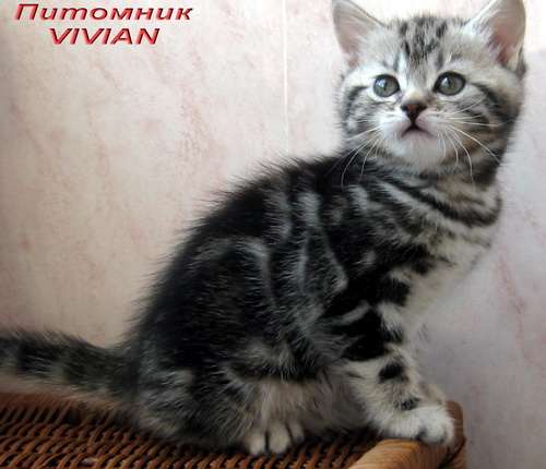 Британские мраморные котята из питомника VIVIAN. Британские мраморные котята из питомника VIVIAN.