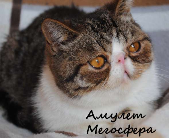 Экзотический котик Амулет Экзотический котик Амулет