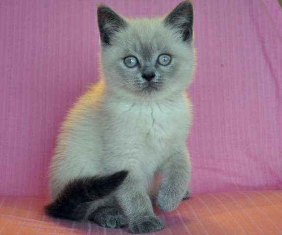 Шотландская кошечка голубая линкс поинт 2 мес. Шотландская кошечка голубая линкс поинт 2 мес.