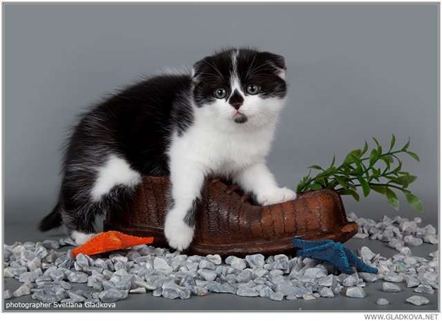 Шотландские котята Шотландские котята