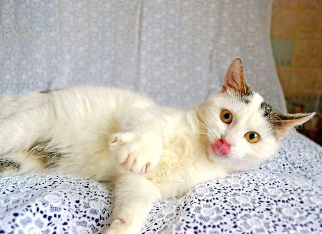 Котенок-мегапозитивчик в дар! Котенок-мегапозитивчик в дар!