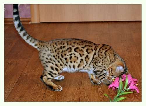 Элитные бенгальские котята Элитные бенгальские котята