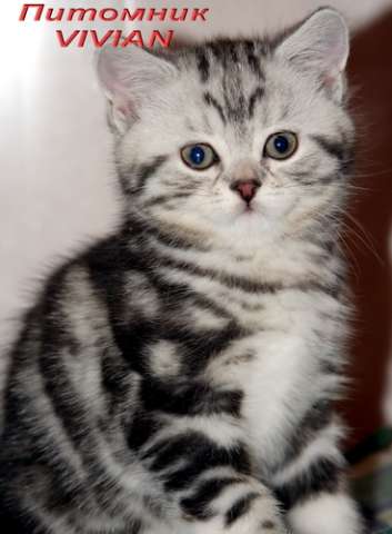 Британские мраморные котята из питомника VIVIAN. Британские мраморные котята из питомника VIVIAN.