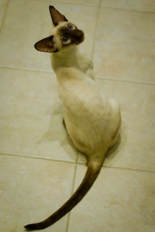 Сиамский котик Сиамский котик