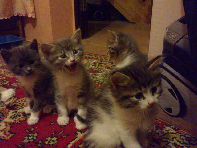 котята в хорошие руки котята в хорошие руки