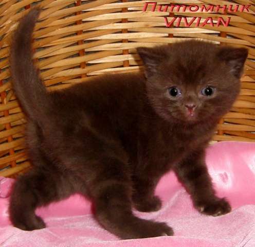 Британские шоколадные котята из питомника VIVIAN. Британские шоколадные котята из питомника VIVIAN.