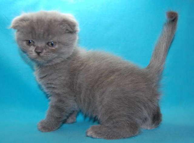 Корниш рекс - кудрявые котята. 7000руб. Корниш рекс - кудрявые котята. 7000руб.
