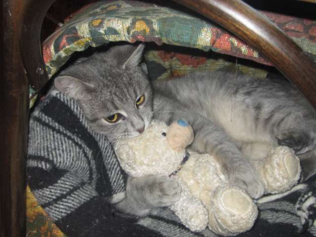 Отдам котика! Отдам котика!
