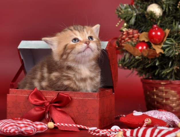 Британские мраморные котята Британские мраморные котята