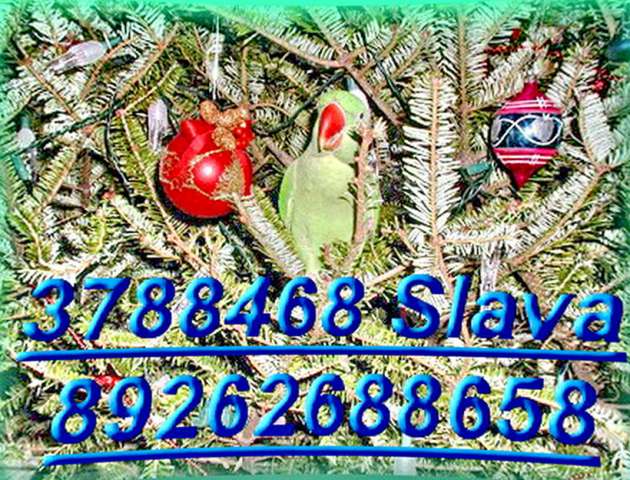 Волнистые попугаи, Неразлучники, Кореллы и др. птицы, попугаи, канарейки. Клетки корм, минералы. Волнистые попугаи, Неразлучники, Кореллы и др. птицы, попугаи, канарейки. Клетки корм, минералы.