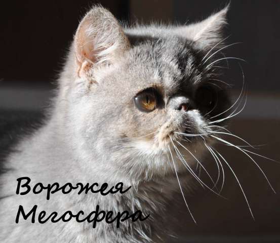Персидские и экзотические котята Персидские и экзотические котята