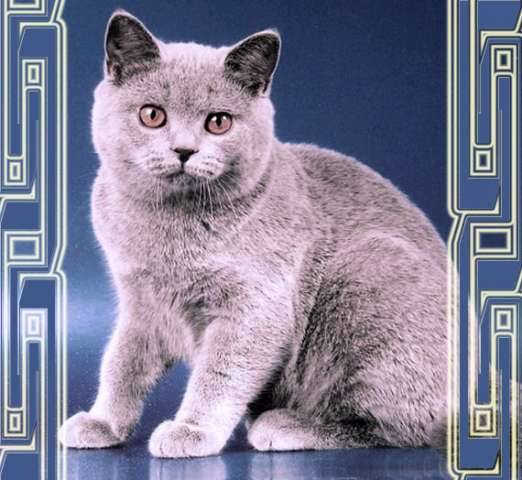 Британские плюшевые котята Британские плюшевые котята
