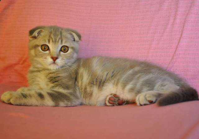 Вислоухий голубой мраморный котик 3 мес. Вислоухий голубой мраморный котик 3 мес.