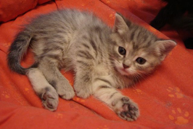 Продадим милых котят Продадим милых котят