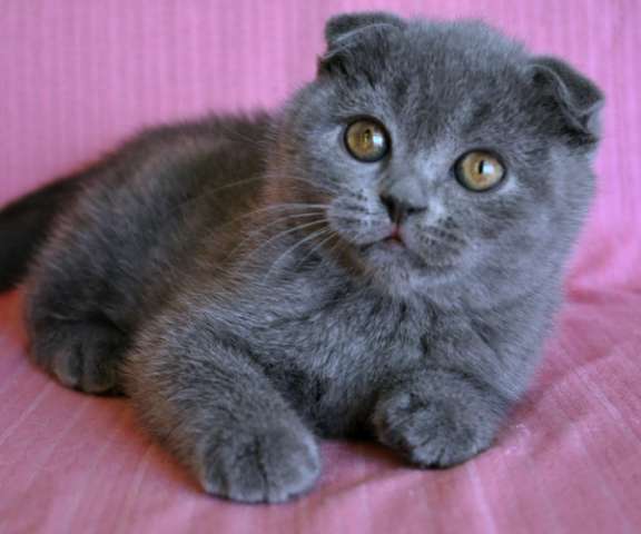 Шотландский вислоухий голубой котик Шотландский вислоухий голубой котик