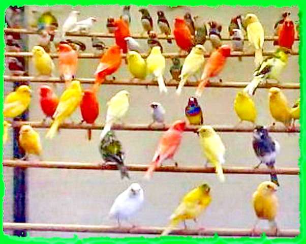 Мозаичные канарейки - Mosaic canaries, гарантия пения от заводчика. Мозаичные канарейки - Mosaic canaries, гарантия пения от заводчика.