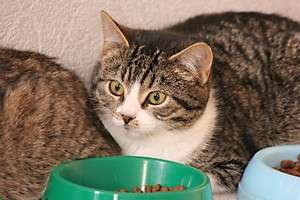 Котёнок Клёпа Котёнок Клёпа