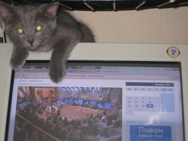 КОТИК В ДАР КОТИК В ДАР