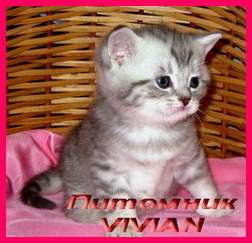 Британские  котята вискас из питомника VIVIAN. 