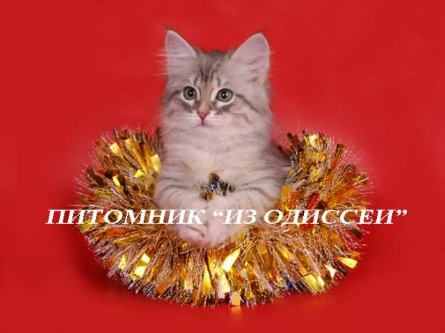 Серебристые сибирячки питомника ИЗ ОДИССЕИ Серебристые сибирячки питомника ИЗ ОДИССЕИ