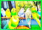Выставочные Волнистые попугаи птенцы, ручные редких расцветок.