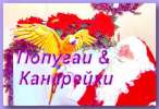 От "Орнитолога"- читателя, Крупные виды попугаев Ара,Какаду,Амазоны, Жако и др. из питомни