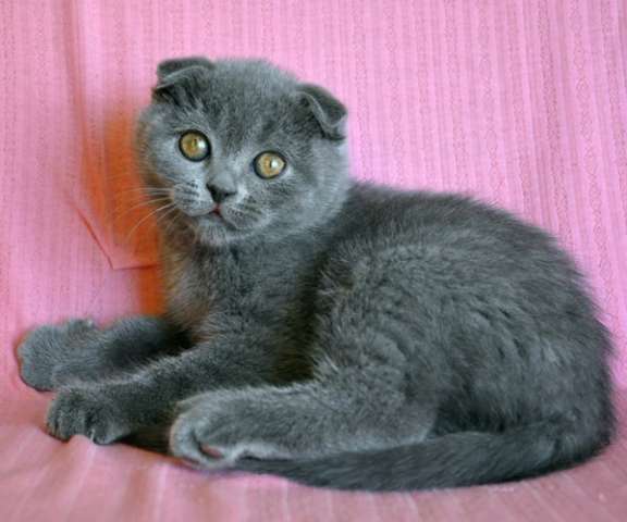 Шикарный шотландский вислоухий голубой котик Шикарный шотландский вислоухий голубой котик