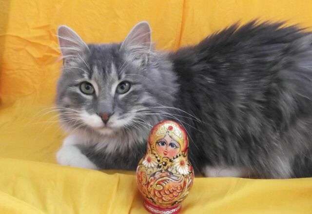 В дар юный котик Алекс. В дар юный котик Алекс.