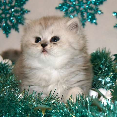Длинношерстные и короткошерстные британские котята Длинношерстные и короткошерстные британские котята