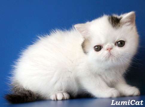 Породистые котята из питомника Lumicat. Породистые котята из питомника Lumicat.
